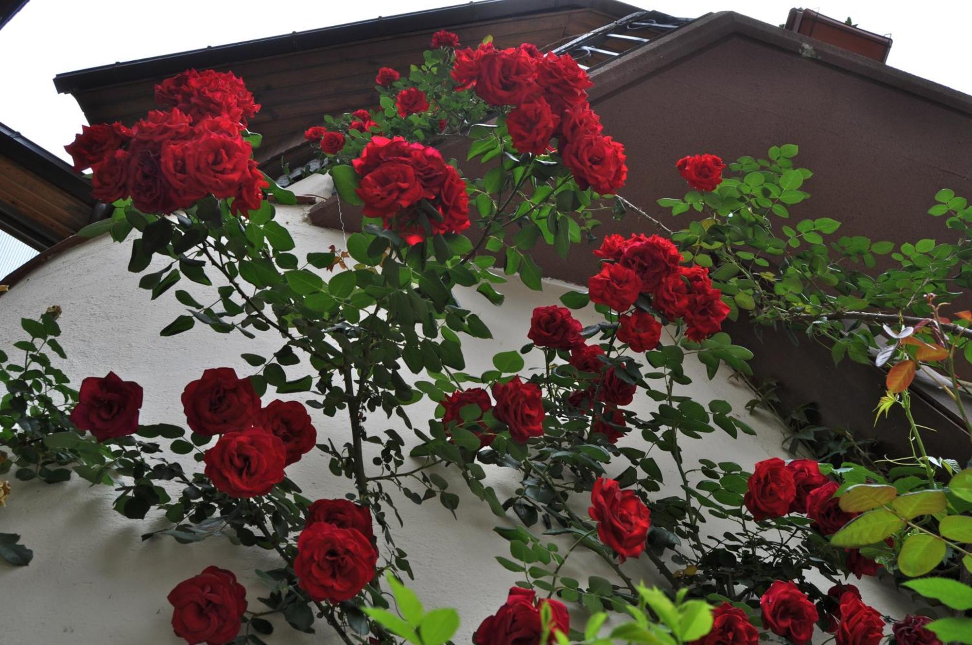Hosteria Catalana Bossost Exterior foto